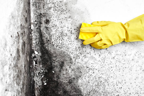 Best Mold Cleaning Services  in Jenkins, KY