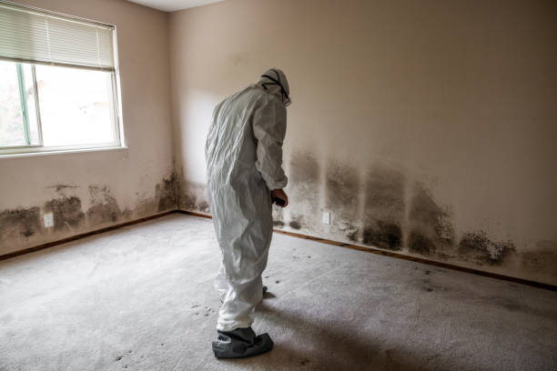 Best Mold Remediation  in Jenkins, KY