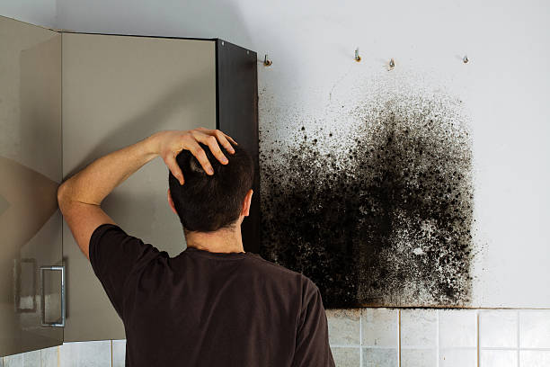 Best Mold Removal Specialists  in Jenkins, KY